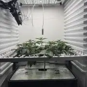 Fridgegrow 2.0 -Wizard Trees Lemon Fever