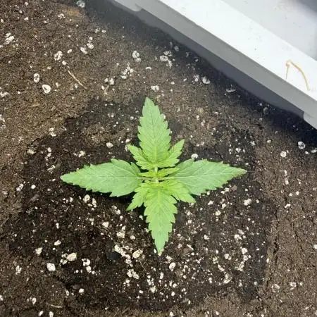 Fridgegrow 2.0 | Guava Auto RF3