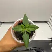 Fridgegrow 2.0 | Guava Auto Rf3 Fastbuds