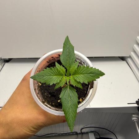 Fridgegrow 2.0 | Guava Auto Rf3 Fastbuds