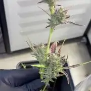 Fridgegrow 2.0 | Guava Auto RF3
