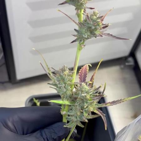 Fridgegrow 2.0 | Guava Auto RF3