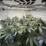 Fridgegrow 2.0 -Wizard Trees Lemon Fever