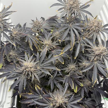 Fridgegrow 2.0 | Dantes Inferno Dave Cut