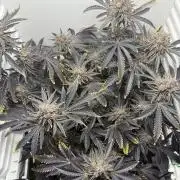 Fridgegrow 2.0 | Dantes Inferno Dave Cut
