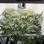 Fridgegrow 2.0 | Permanent Marker Cut