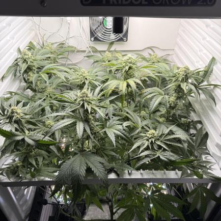 Fridgegrow 2.0 | Permanent Marker Cut