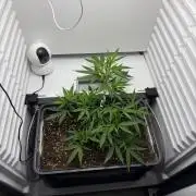 Fridgegrow 2.0 | Candy Store RBX