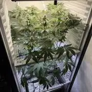 Fridgegrow 2.0 -Wizard Trees Lemon Fever