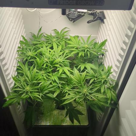 Fridgegrow 2.0 | Gorilla Zkittlez