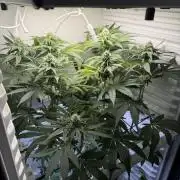 Fridgegrow 2.0 -Wizard Trees Lemon Fever