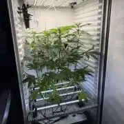 Fridgegrow 2.0 -Wizard Trees Lemon Fever