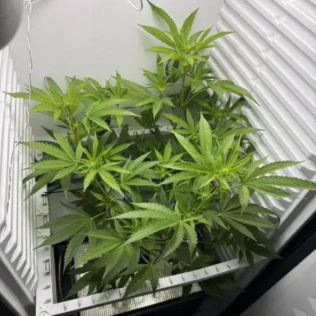 Fridgegrow 2.0 | Pop Rockets #14