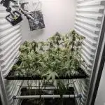 Fridgegrow 2.0 | 2 Permanent Marker doja x Seedjunky clones