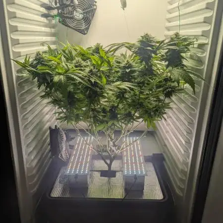 Fridgegrow 2.0 | Gorilla Zkittlez