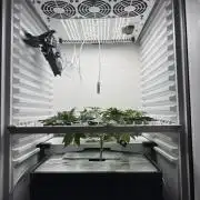 Fridgegrow 2.0 -Wizard Trees Lemon Fever