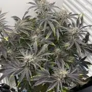 Fridgegrow 2.0 | Dantes Inferno Dave Cut