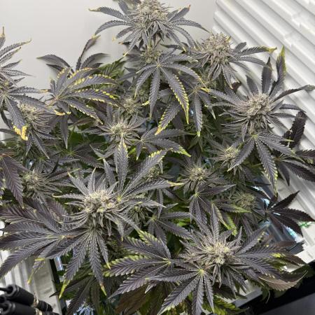 Fridgegrow 2.0 | Dantes Inferno Dave Cut
