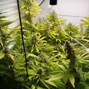 Fridgegrow 2.0 | Dantes Inferno