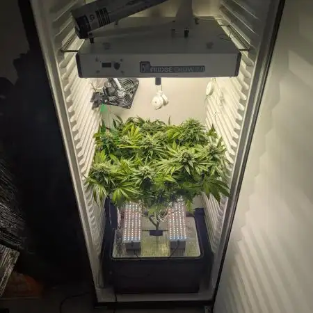 Fridgegrow 2.0 | Gorilla Zkittlez