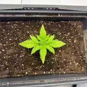 Fridgegrow 2.0 | Guava Auto Rf3 Fastbuds