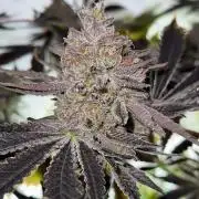Fridgegrow 2.0 | Dantes Inferno Dave Cut