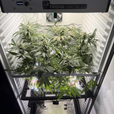 Fridgegrow 2.0 | Permanent Marker Cut