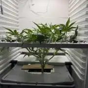 Fridgegrow 2.0 | Guava Auto RF3