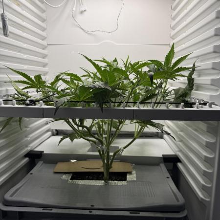 Fridgegrow 2.0 | Guava Auto RF3