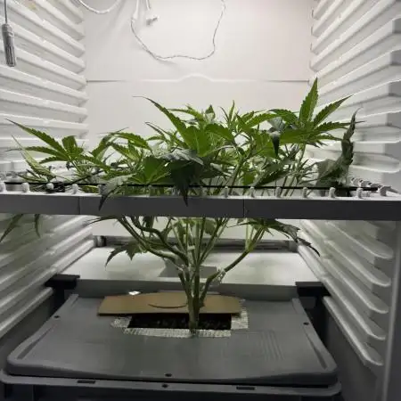 Fridgegrow 2.0 | Guava Auto RF3