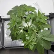 Fridgegrow 2.0 -Wizard Trees Lemon Fever