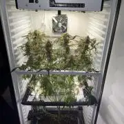 Fridgegrow 2.0 | Permanent Marker Cut