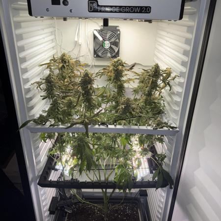 Fridgegrow 2.0 | Permanent Marker Cut