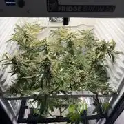 Fridgegrow 2.0 | Permanent Marker Cut