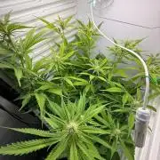 Fridgegrow 2.0 | Glitter bomb