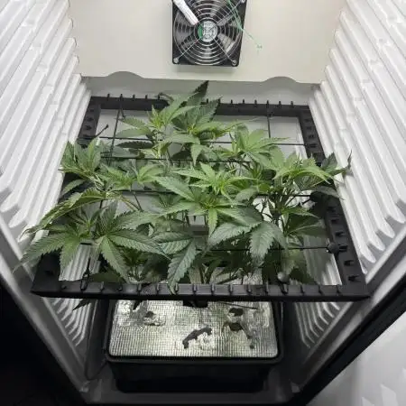 Fridgegrow 2.0 | Permanent Marker Cut