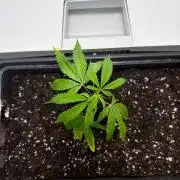 Fridgegrow 2.0 | Glitter bomb