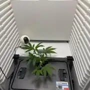 Fridgegrow 2.0 | Glitter bomb
