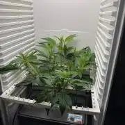 Fridgegrow 2.0 | Glitter bomb