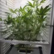 Fridgegrow 2.0 | Guava Auto RF3