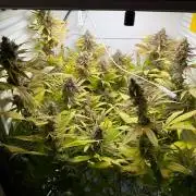 Fridgegrow 2.0 | Dantes Inferno