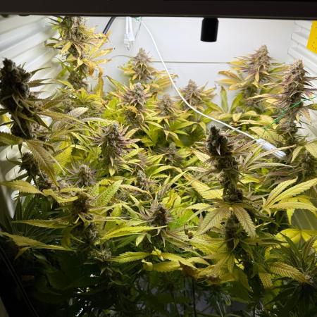 Fridgegrow 2.0 | Dantes Inferno