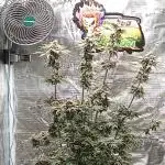 Barney's Farm