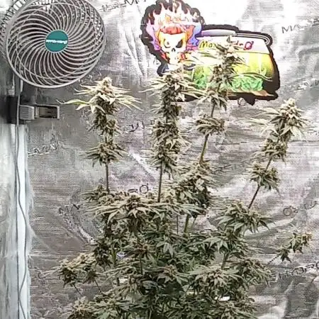 Barney's Farm