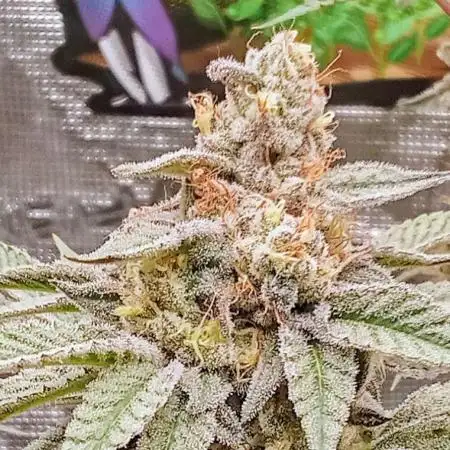Barney's Farm