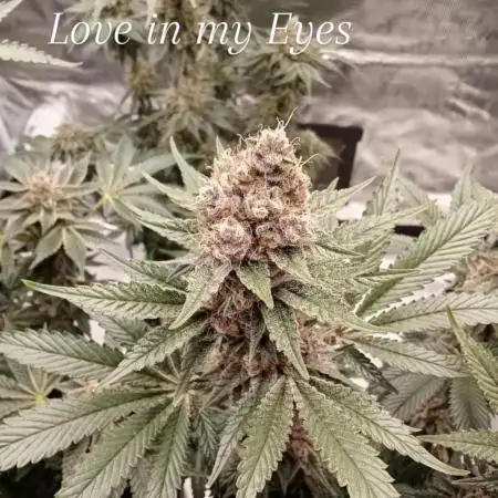Barney's Farm