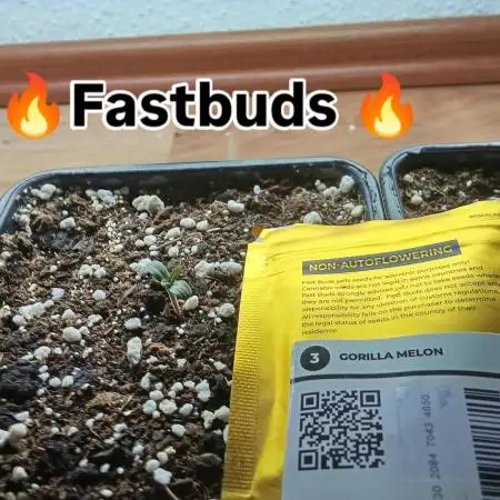 🔥Fastbuds 🔥