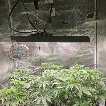 Barney 's Farm