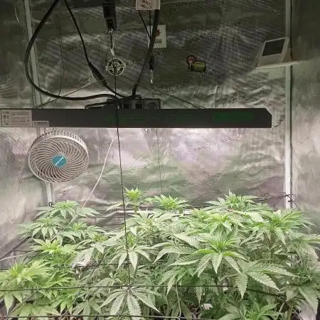Barney 's Farm