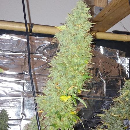 Howling Rasp Bear's diary